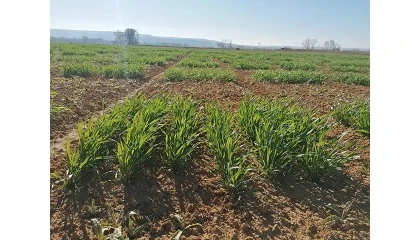 Foto de Biofertilizantes: un crecimiento ms verde