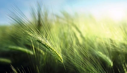 Foto de Lonja Agropecuaria de Albacete, Cotizaciones de Cereal, (Semana 42, 17/10/2024)