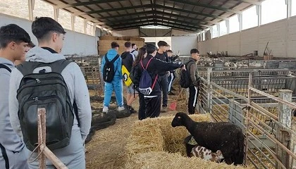 Foto de Alumnos de grado medio y superior visitan una explotacin de raza ovina Lojea