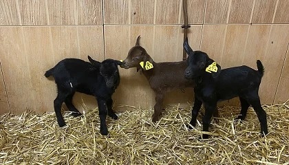 Foto de El precio del cabrito sube un 31,3% en los dos ltimos meses del presente ao