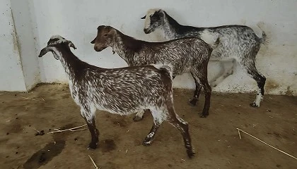 Foto de Se incorporan tres nuevos sementales de raza Florida al centro de Hinojosa del Duque