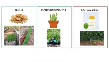 Foto de Control integrado de pulgones con plantas banker en plantaciones de pepino y juda