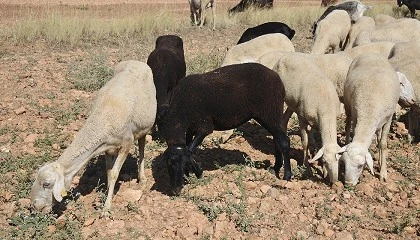 Foto de ASAJA Castilla-La Mancha pide flexibilidad para los movimientos de ganado