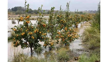 Fotografia de El sector agrario se enfrenta a prdidas millonarias tras el paso de la DANA