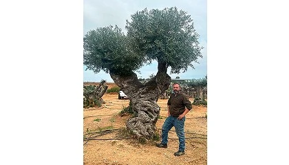 Foto de Entrevista a Juan Luis Cabrera, socio-administrador de Olivos Extremadura