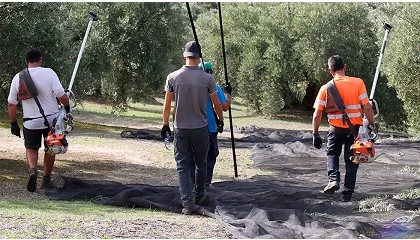 Fotografia de La hora de la verdad para el olivar espaol