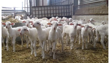 Foto de Mercado de Talavera de la Reina (Semana 46, 13/11/2024)