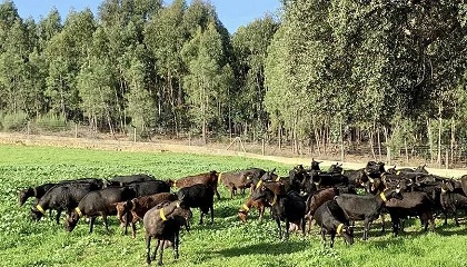 Foto de Caprigran reafirma su apuesta por la tecnologa para asegurar el relevo generacional