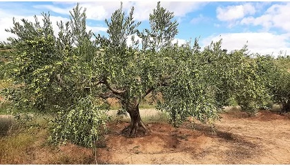 Foto de INTIA confirma las buenas previsiones para la campaa de aceituna en Navarra