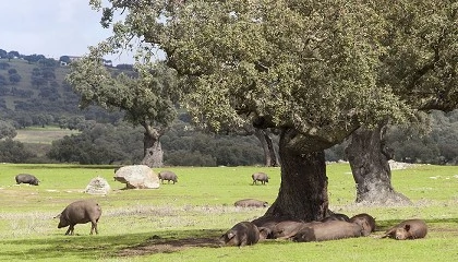 Foto de Los mataderos buscan valorizar los subproductos del ibrico para ampliar la comercializacin