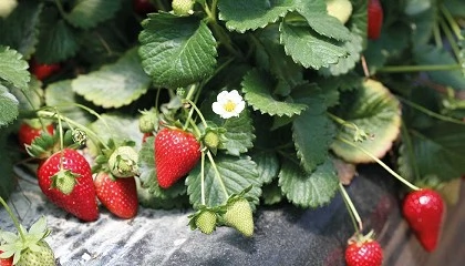 Foto de Investigadores de la UCO desarrollan un nuevo mtodo para predecir la vida til de las fresas en tiempo real