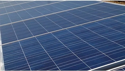 Foto de Las placas fotovoltaicas y el olivar en seto son más productivos si conviven en el mismo terreno