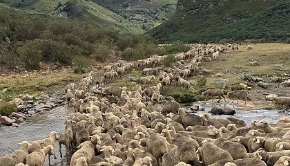 Foto de Mejorar la percepcin social para lograr la supervivencia del pastoreo tradicional