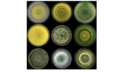 Foto de La aplicacin de Trichoderma atroviride I-1237 en heridas de poda reduce la infeccin por hongos asociados al decaimiento por Botryosphaeria