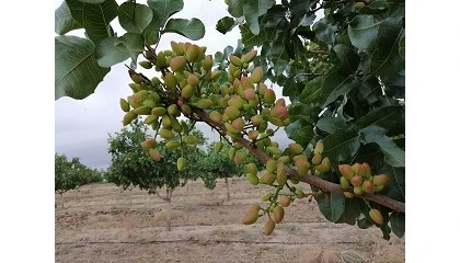 Foto de Nuevas tecnologas aplicadas al pistachero: Sensrica en campo