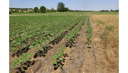 Foto de Ensayo de tcnicas de laboreo en una rotacin de Cereal-Leguminosa-Girasol