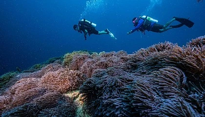 Foto de Sergio Gago, fundador de Divescover, se une a Scuba Finders como Advisor