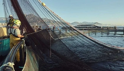 Foto de La acuicultura espaola se ve estancada pese al potencial mundial de la cra de pescado