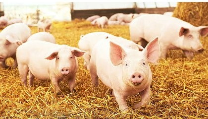 Foto de aWISH, buscando mejorar el bienestar animal en la produccin crnica