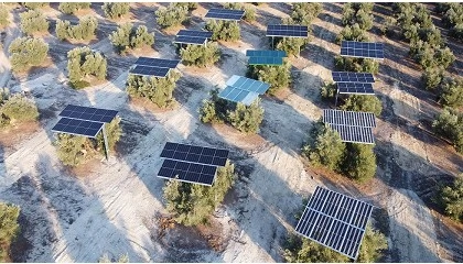 Foto de La agrivoltaica, palanca de competitividad clave del olivar tradicional