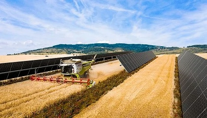 Foto de BayWa r.e. ha iniciado la actividad agrcola en el pionero parque solar de Alhendn, que ya produce energa