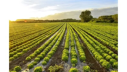 Foto de La sanidad vegetal, punto crtico en el cultivo de hortcolas al aire libre