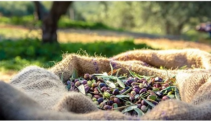 Foto de La produccin de aceite de oliva alcanza casi las 300.000 toneladas