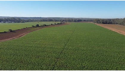 Foto de El sector de la patata temprana de Andaluca prueba con xito el uso de drones frente al mildiu