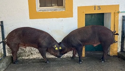 Foto de Adjudicados todos los animales de la subasta de Duroc celebrada en el Censyra