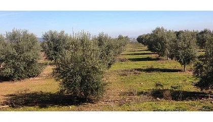 Foto de Nuevas ayudas de 40 millones para el fomento de la integracin cooperativa en el sector agroalimentario