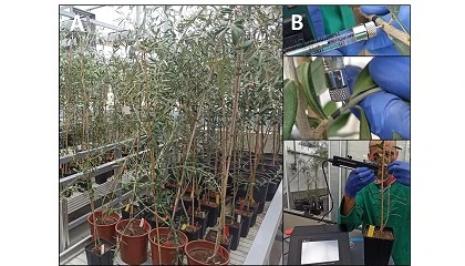 Foto de El proyecto europeo BeXyl avanza en el desarrollo de mtodos de deteccin temprana de la bacteria Xylella fastidiosa en olivo