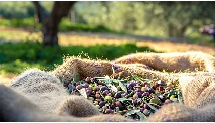 Foto de La campaa de aceituna 2023/24 cierra con una produccin de casi 900 mil toneladas