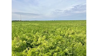 Foto de Los retos de la horticultura extensiva, a debate el prximo 15 de enero en Cullar