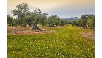 Foto de La adaptacin de la agricultura mediterrnea al cambio climtico: Impacto en la sanidad vegetal y la produccin de cultivos