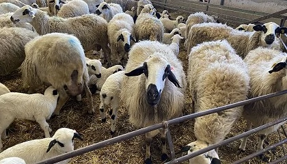 Foto de Castilla y Len subvenciona con 1,72 millones de euros a las razas puras de la comunidad