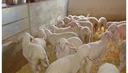 Foto de Lonja Agropecuaria de Salamanca - Cotizaciones de Ovino (13/1/2025)