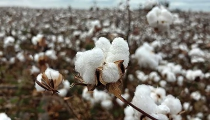 Foto de Tres aos y casi 200 millones de europeos impactados: el xito de la campaa EUCOTTON devuelve el protagonismo al sector algodonero europeo