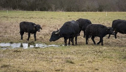 Foto de La fiebre aftosa en Alemania enciende las luces de alarmas en toda Europa