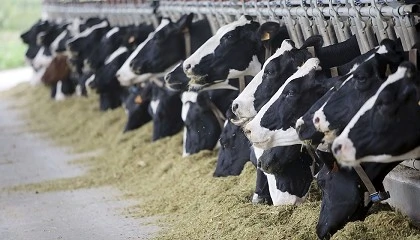 Foto de CSIC y Lactalis se unen para reducir gases de efecto invernadero en granjas lcteas