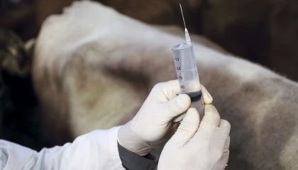 Foto de Baleares decide mantener su propio programa de erradicacin de la lengua azul