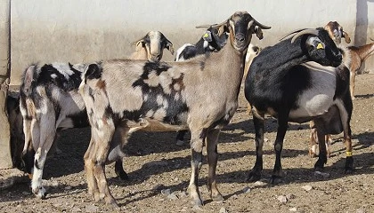 Foto de Descubierta una nueva cepa clave para estrategias innovadoras ante la coccidiosis caprina