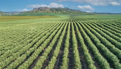 Foto de Acciona impulsa la eficiencia hdrica y energtica en la Comunidad de Regantes 'El Picacho', en Crdoba