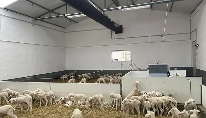 Foto de Diseo y resultados de una climatizacin optimizada en nodrizas de corderos mediante un sistema de impulsin de aire atemperado