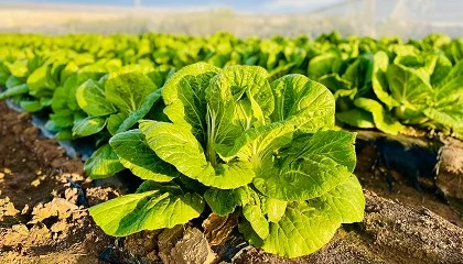 Foto de 2 edio dos Brassicas Winter Days d a conhecer 15 variedades da Sakata