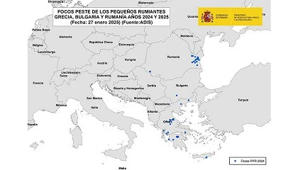 Foto de Espaa rastrea movimientos desde Hungra por un foco de la peste de los pequeos rumiantes