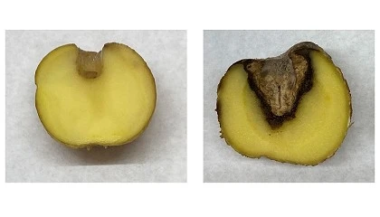 Foto de Susceptibilidad de variedades de patata a Fusarium sambucinum