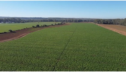 Foto de Grupo Operativo para el manejo del Mildiu en patata, una solucin innovadora