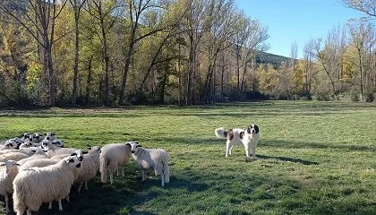 Foto de Proyecto para disminuir el conflicto entre la expansin de la fauna silvestre y la ganadera