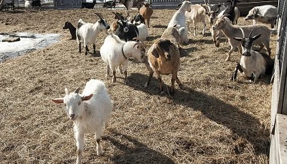 Foto de La leche de cabra aporta ms beneficios para los bebs que la leche de vaca