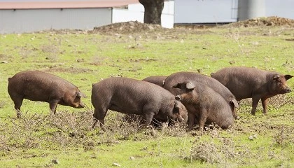 Foto de Una montanera generosa augura una produccin de jamones ibricos de mxima calidad